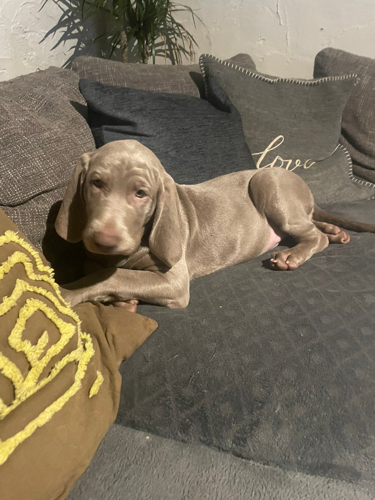 1 Weimaraner puppy teefje, België, Fokker | Hobbymatig, Overige rassen, 8 tot 15 weken