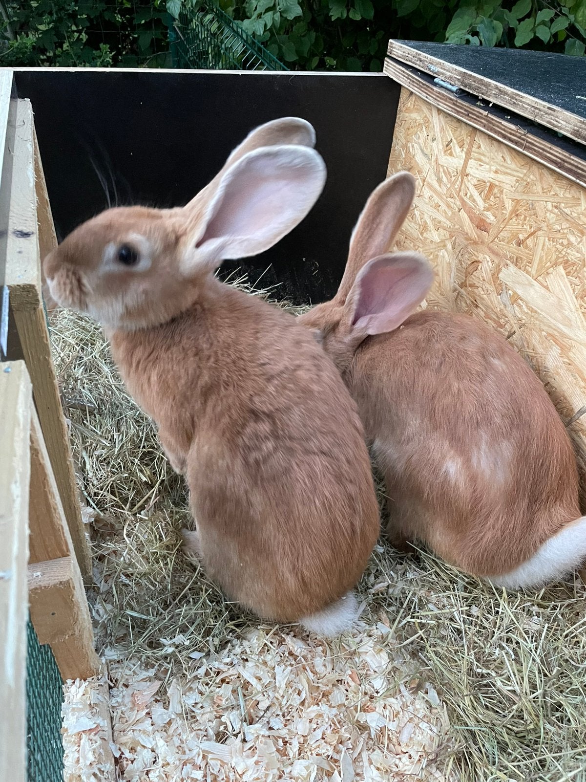 Te koop twee mooie gele Vlaamse reusjes van april 2026, Animaux & Accessoires, Rongeurs & Lapins | Accessoires, Enlèvement