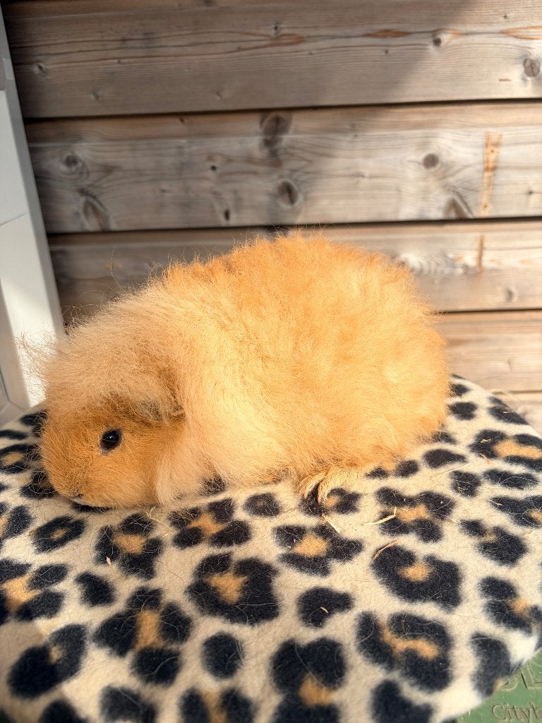 Ch teddy beertje crème, Dieren en Toebehoren, Cavia, Mannelijk, Juli, Tam