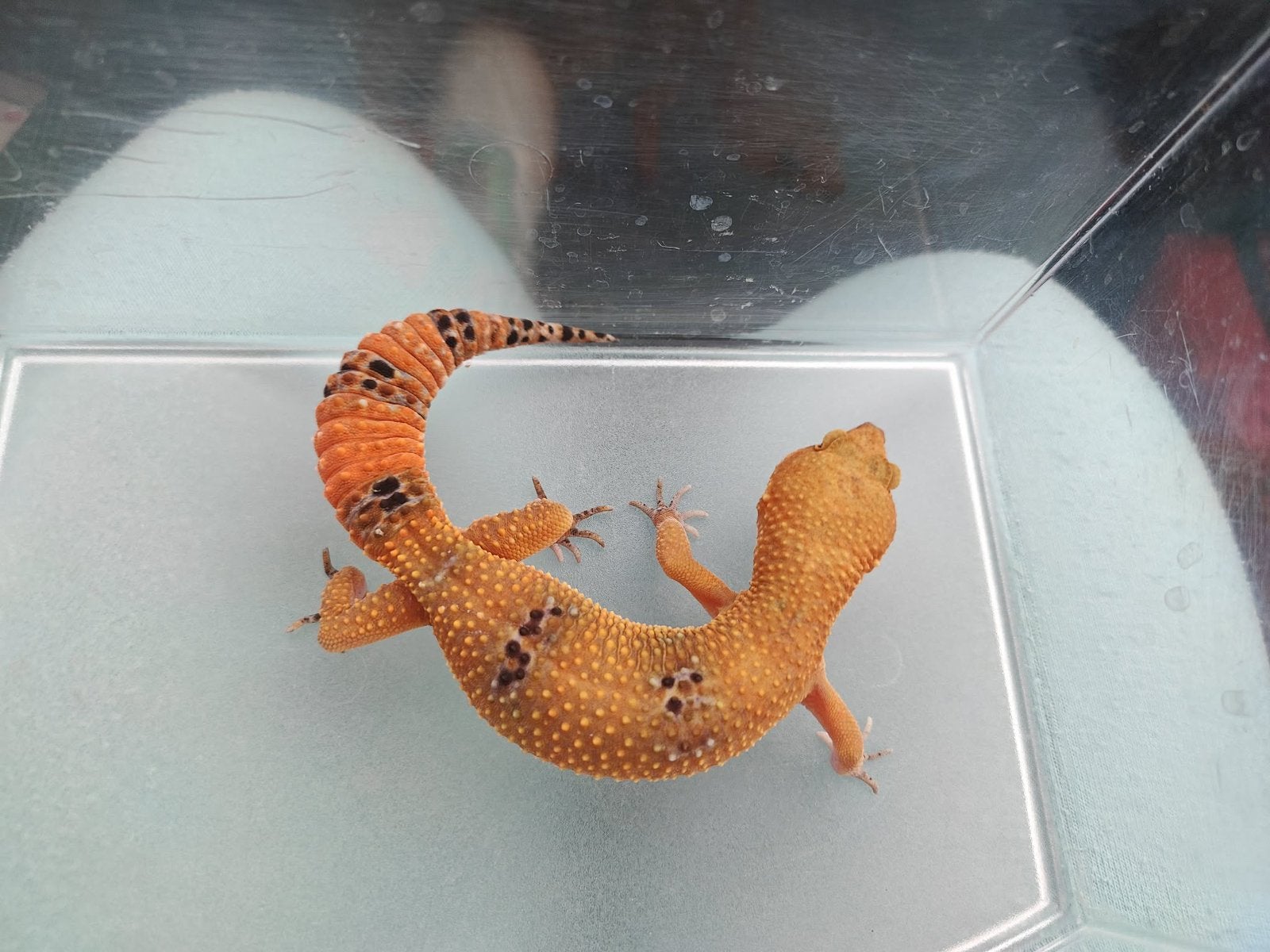Gecko léopard, Enlèvement, Neuf