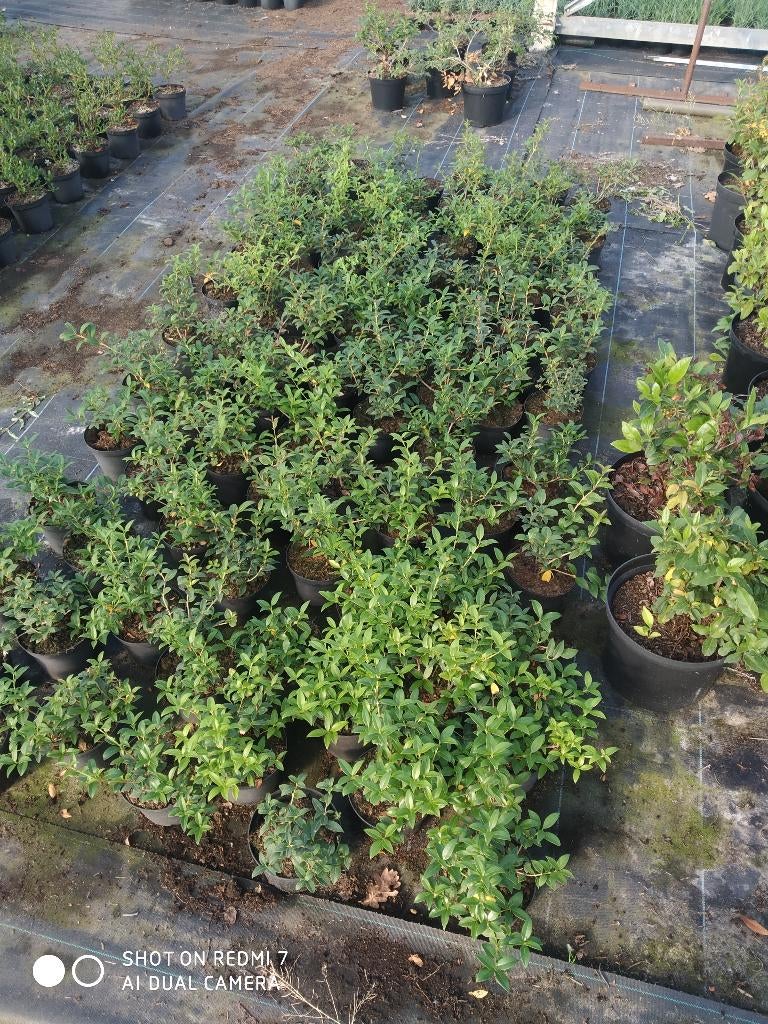 Osmanthus, Ophalen, Overige soorten, Struik, Minder dan 100 cm