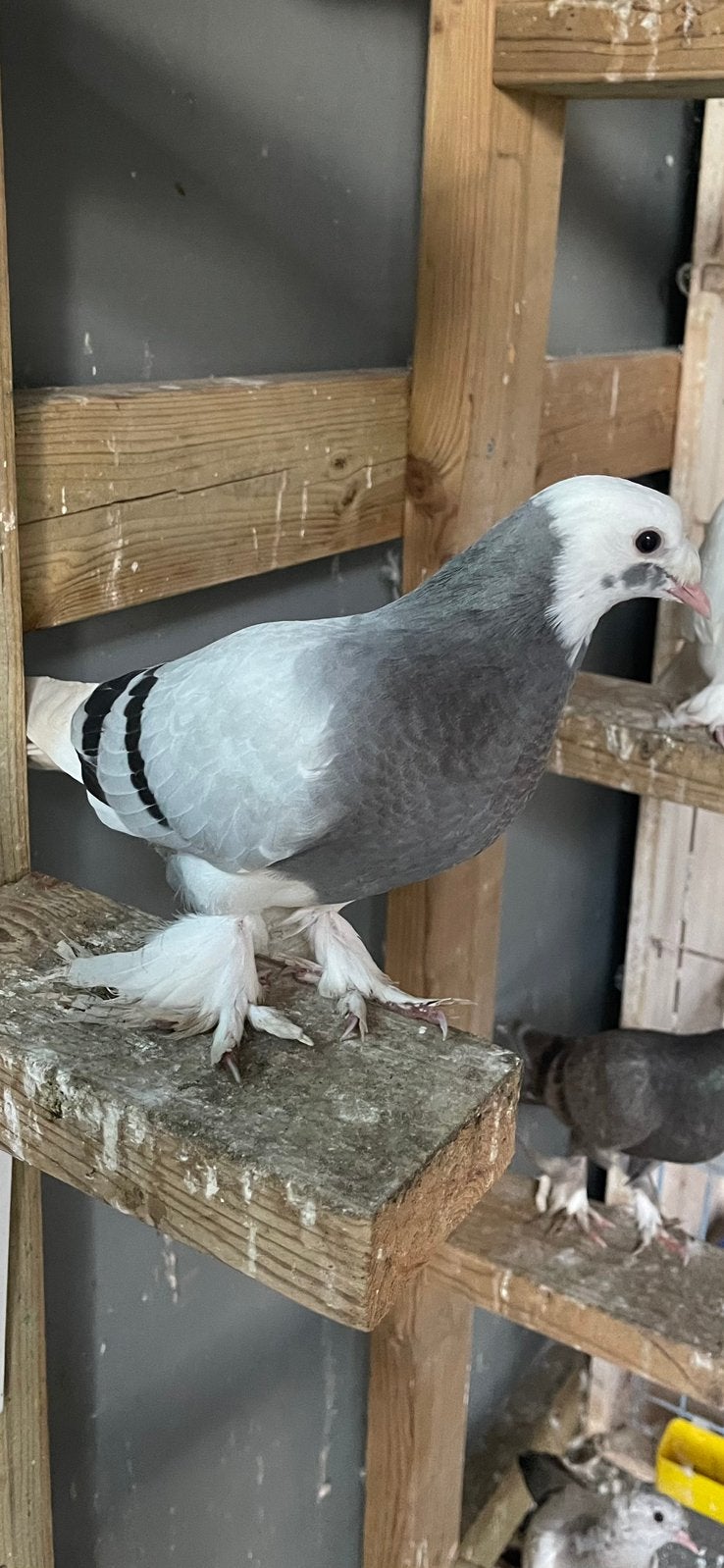 Jonge kostum takla’s, Dieren en Toebehoren