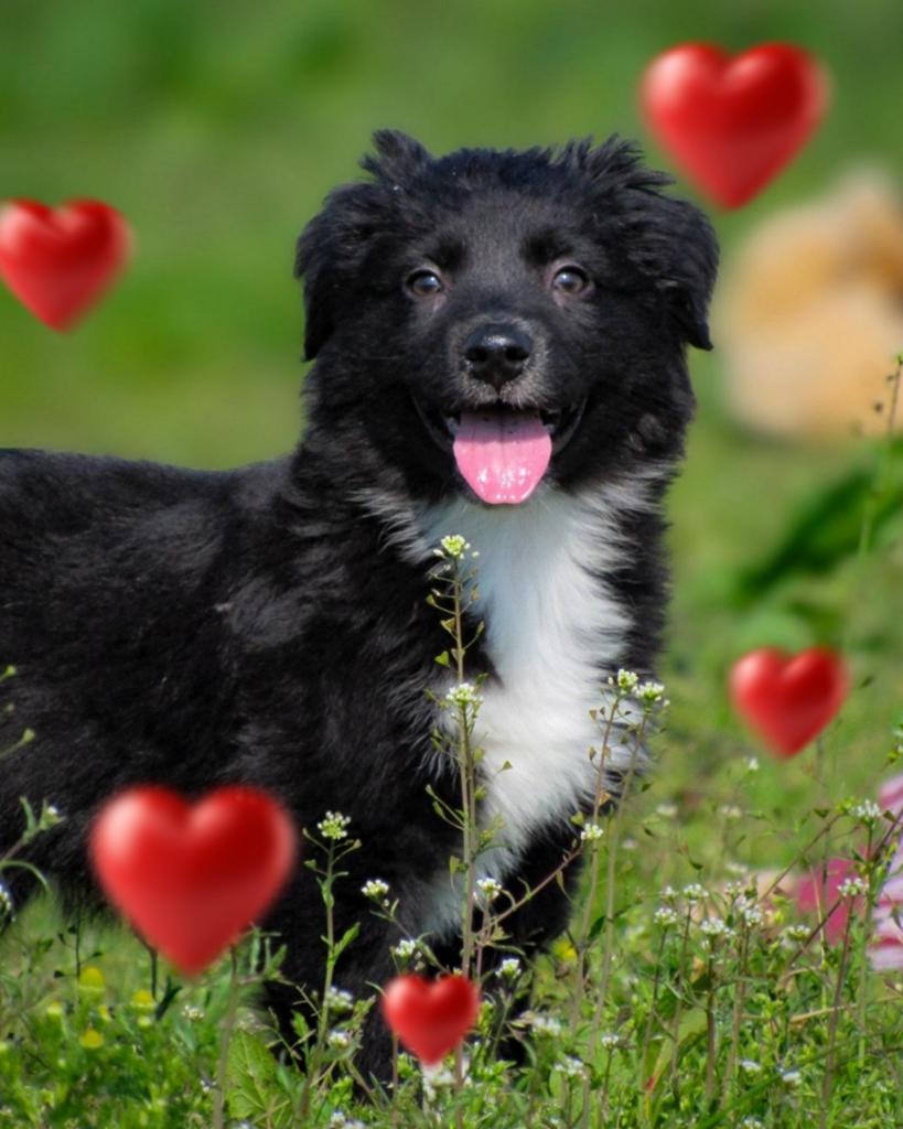 Lieve 75% Friese Stabij x 25% Border Collie pups te koop, Parvo, Reu, 8 tot 15 weken, Meerdere