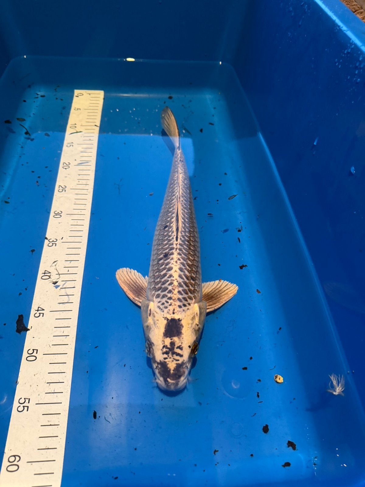 Koi - gin matsuba - 42 cm, Carpe ou Koï