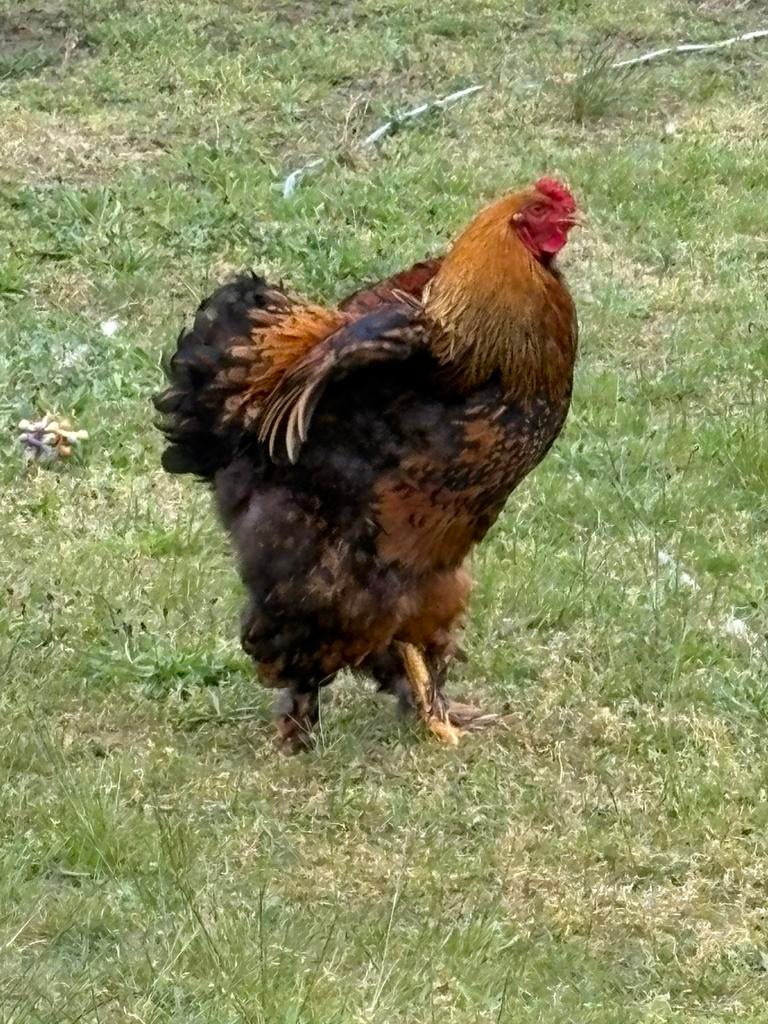 Brahma haan 1 jaar oud, Dieren en Toebehoren, Pluimvee, Mannelijk, Kip
