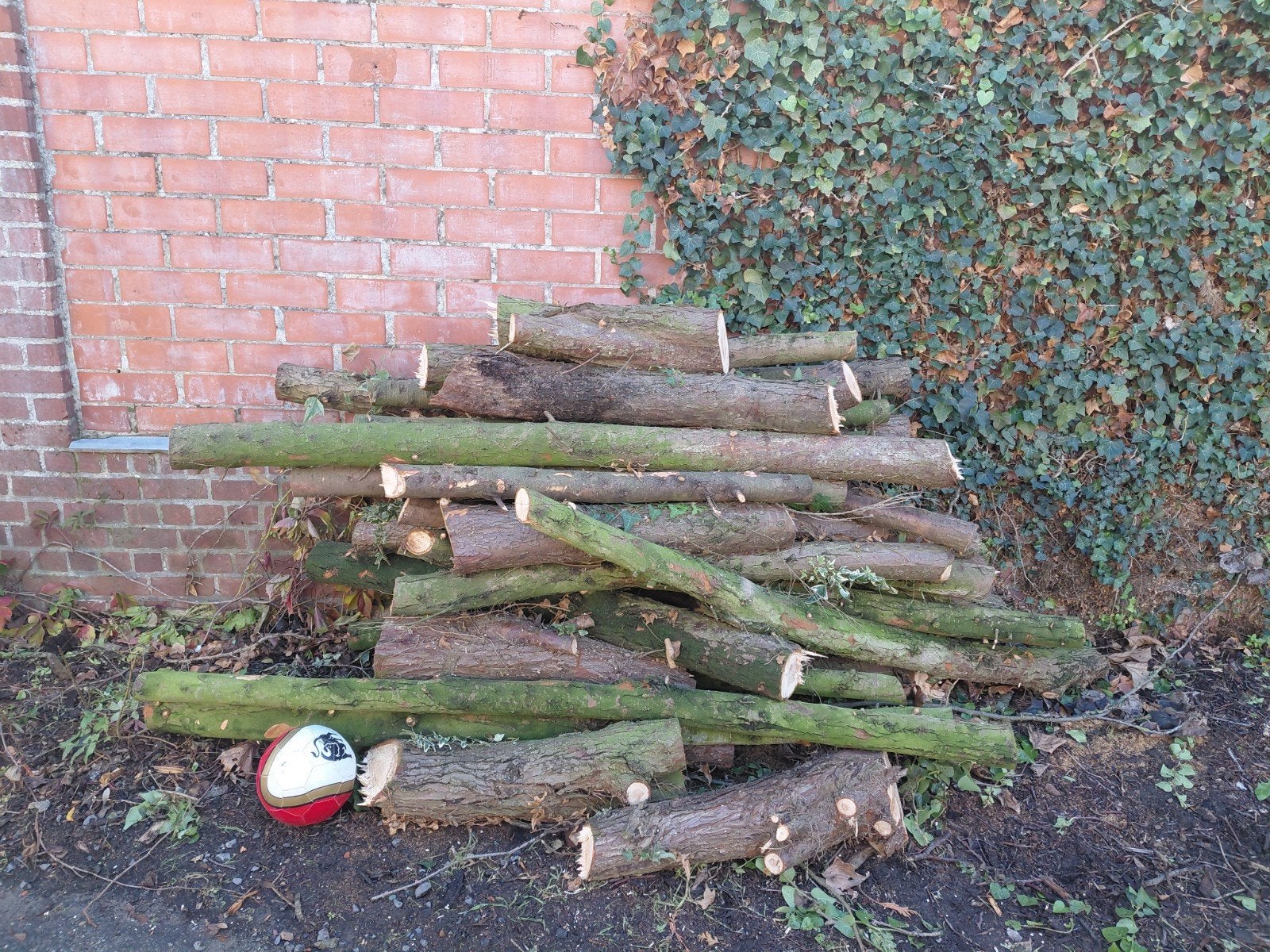 bois de chauffage (épicéa), Moins de 3 m³, Enlèvement, Autres essences de bois, Troncs d'arbres