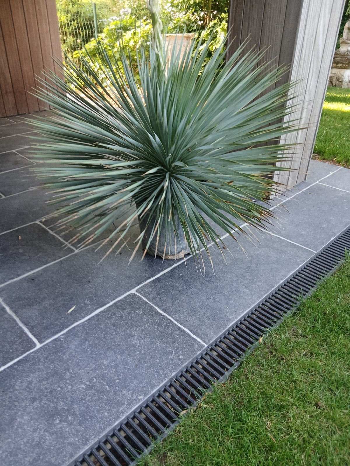 ‼️yucca rostrata aan promoprijzen ‼️, Tuin en Terras, Ophalen