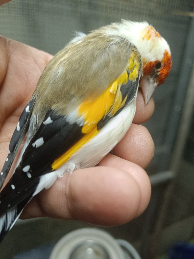Putter major, Dieren en Toebehoren, Mannelijk, Wildzangvogel, Tam