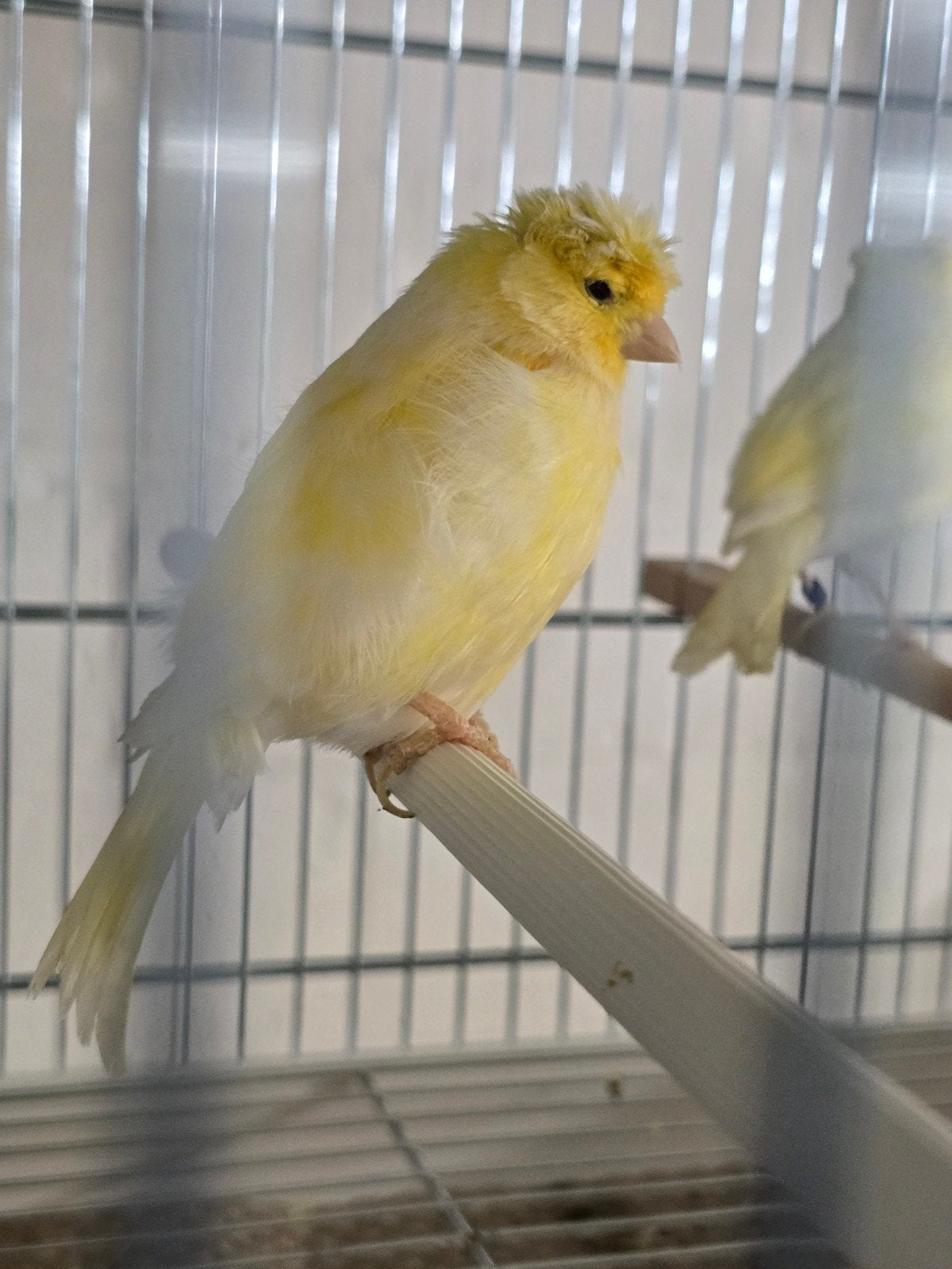 Duitse kuif kanaries mannen en poppen 2026

zitten koud

Vra, Animaux & Accessoires, Plusieurs animaux, Canari de posture