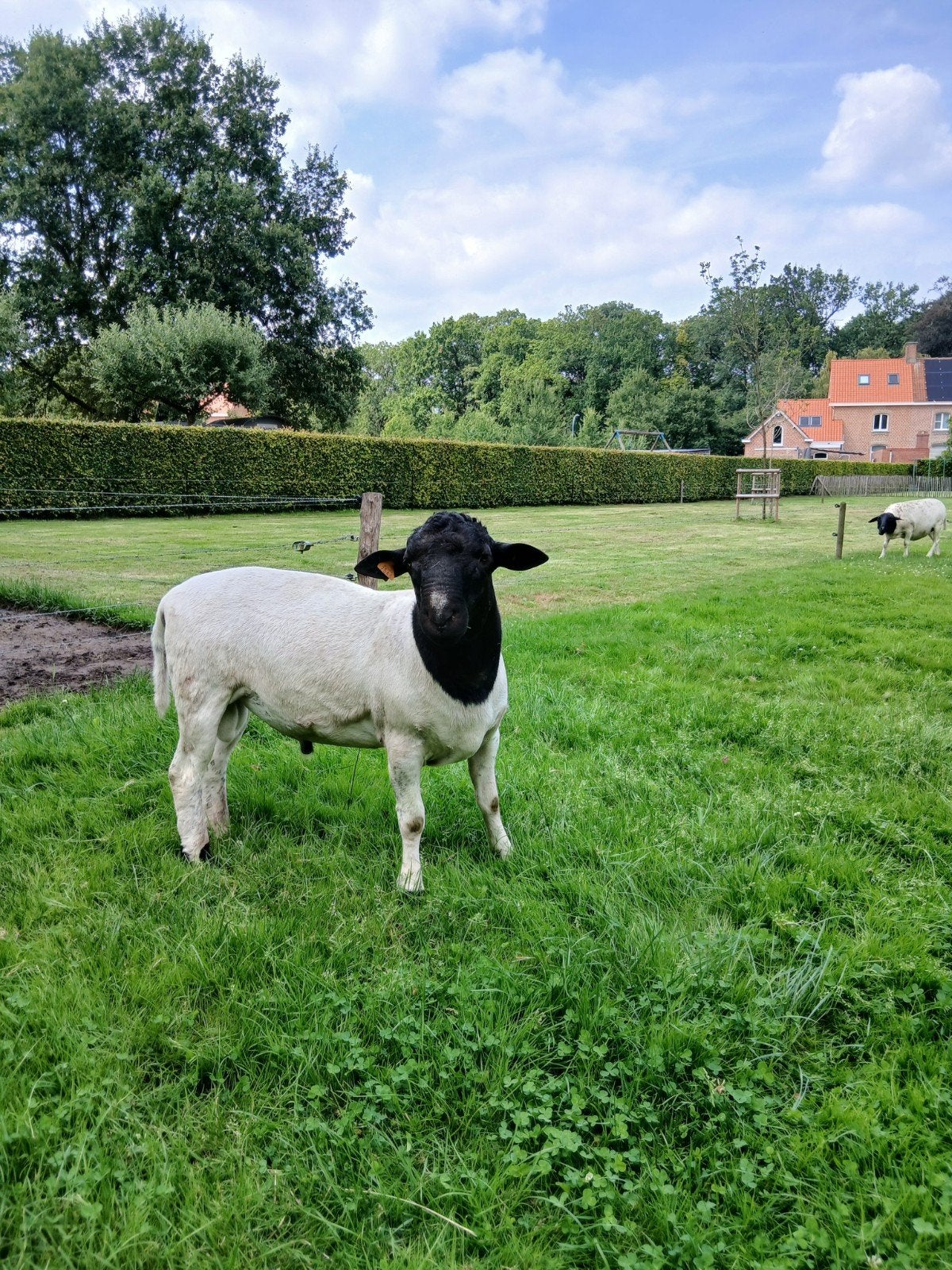 dorper ram, Mannelijk, Schaap, 0 tot 2 jaar