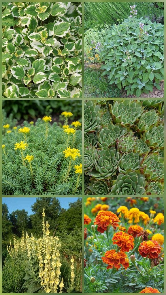 Plantes de jardin /tagètes/sauge/joubardes/plectranthus..., Jardin & Terrasse, Enlèvement