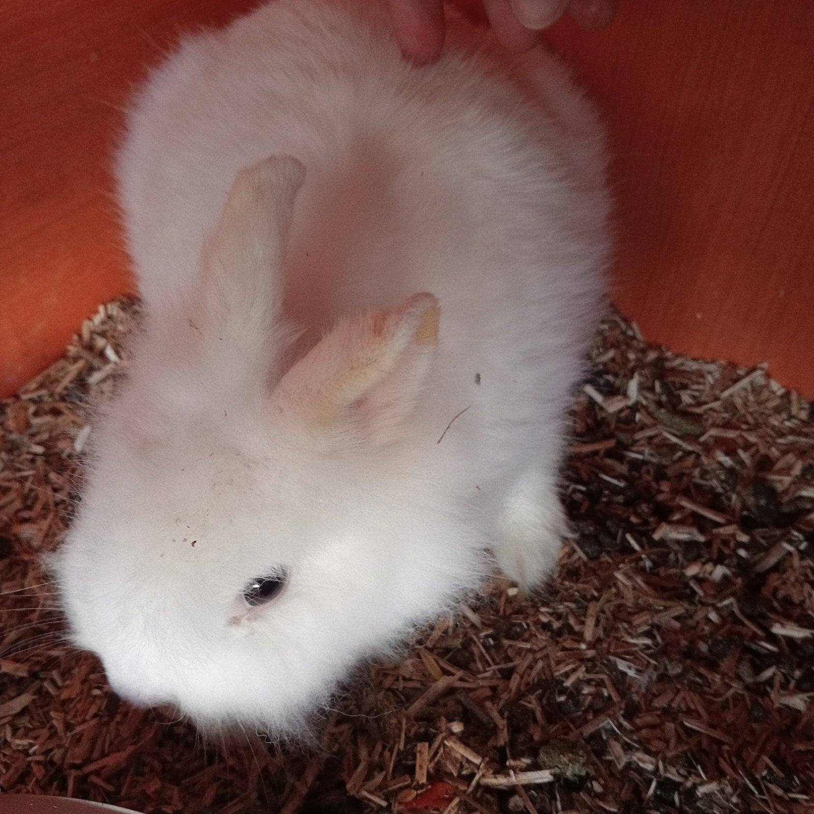 Dwergkonijn, Dieren en Toebehoren, Vrouwelijk, Dwerg, 0 tot 2 jaar