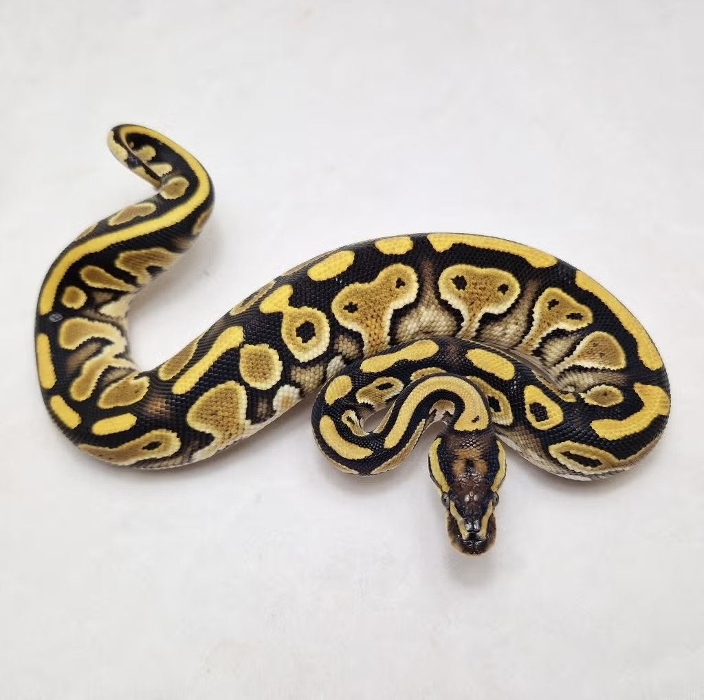 Special dbl het Clown pied koningspython vrouw Ball Python - female for sale from jurgen