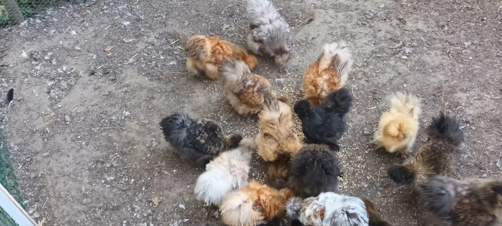 Zijdehoender zeer mooie haantjes, Dieren en Toebehoren