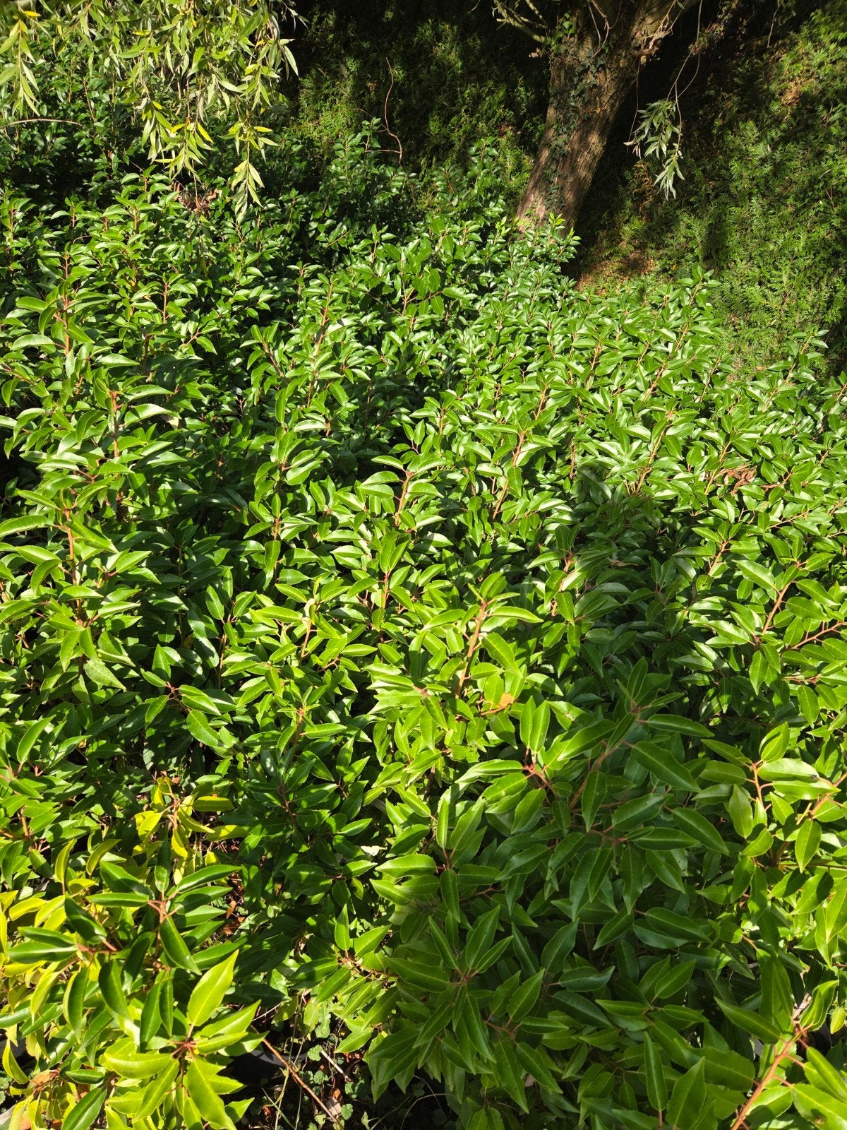 Vente totale de plantes de haies - temps idéal !  prunus, Enlèvement ou Envoi, Laurier, Haie