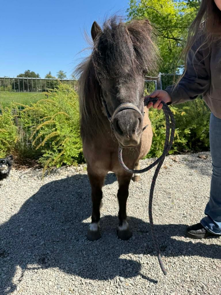 Mini paardje