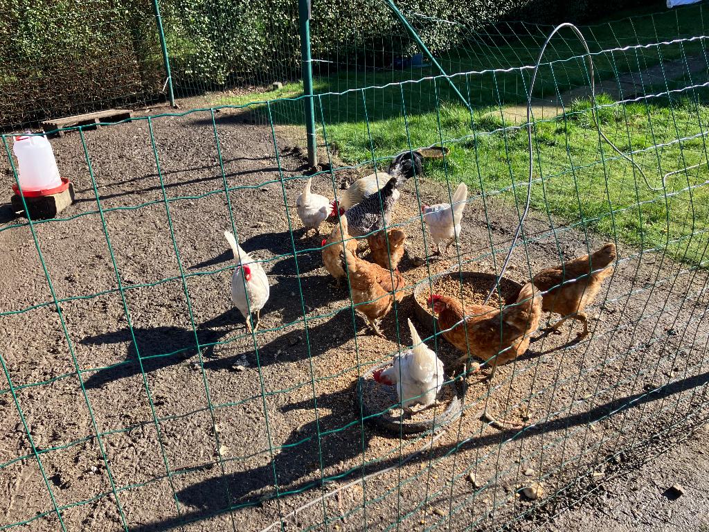 Legkippen, Dieren en Toebehoren, Kip