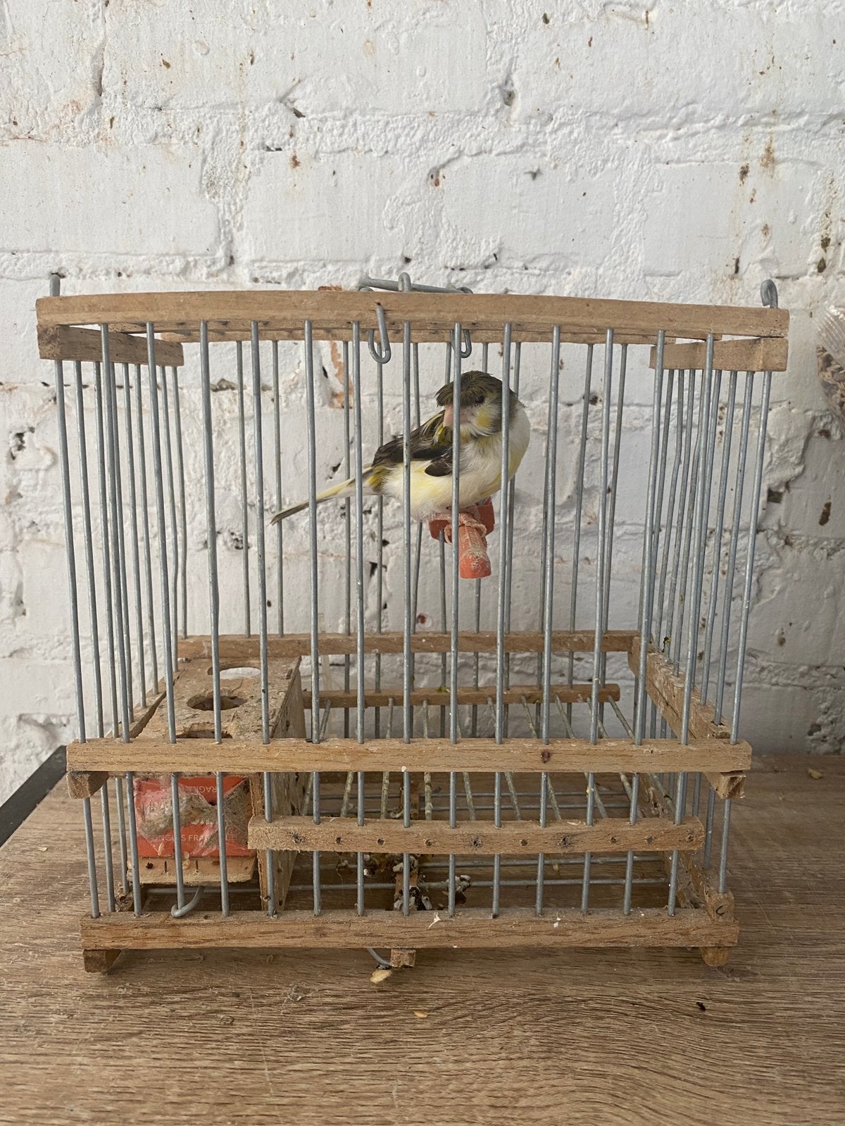Kanarie harlekijn pop, Dieren en Toebehoren