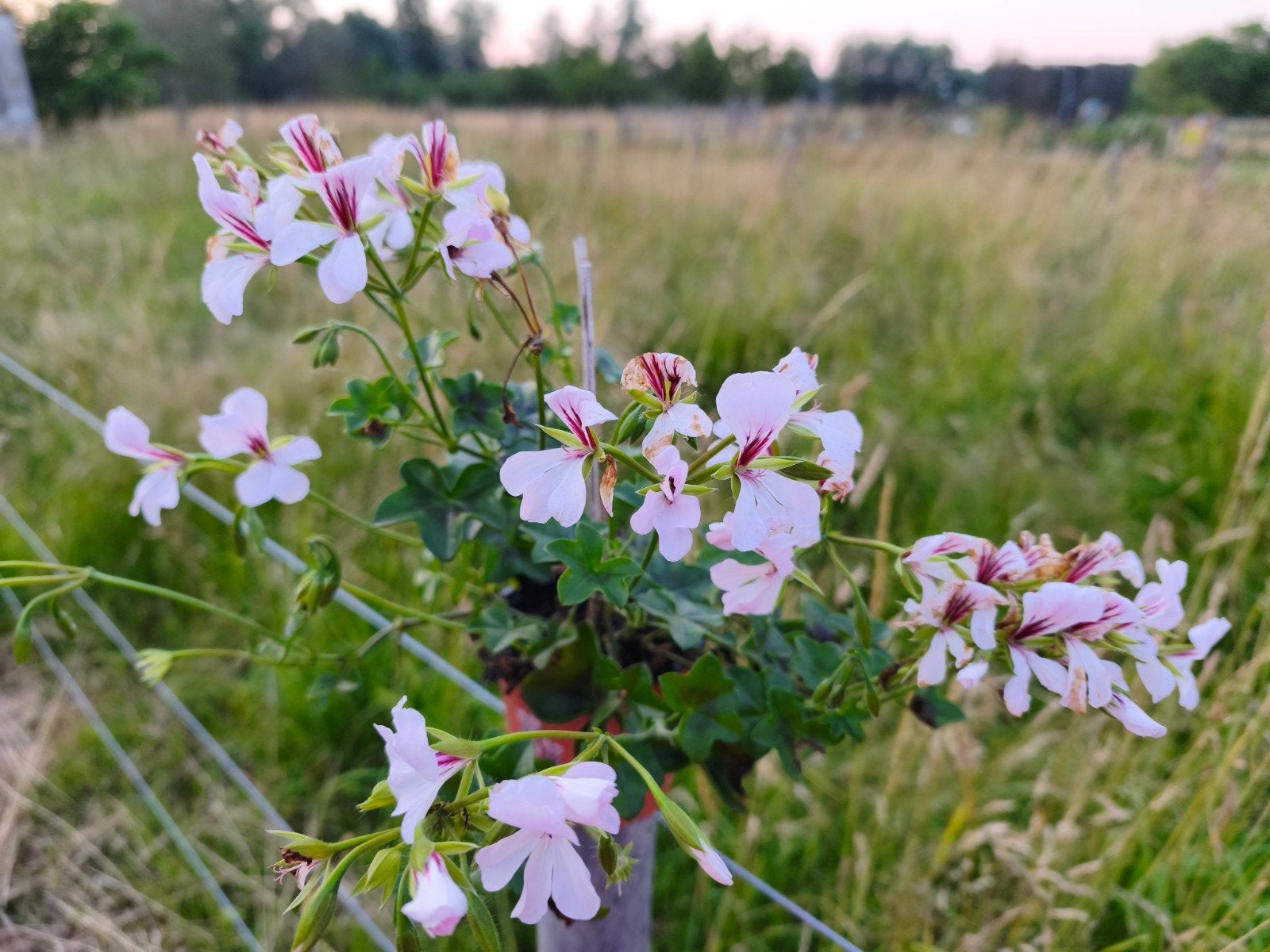 Geranium: pelargonium Peltatum, Tuin en Terras, Planten | Tuinplanten, Ophalen