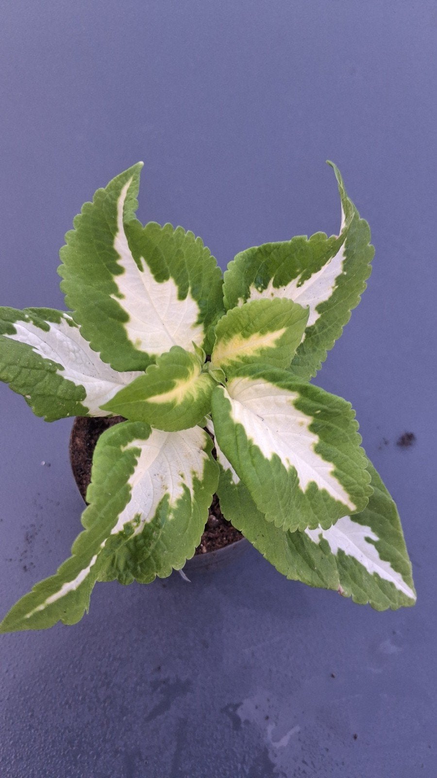 siernetel coleus, Huis en Inrichting, Kamerplanten, Ophalen of Verzenden
