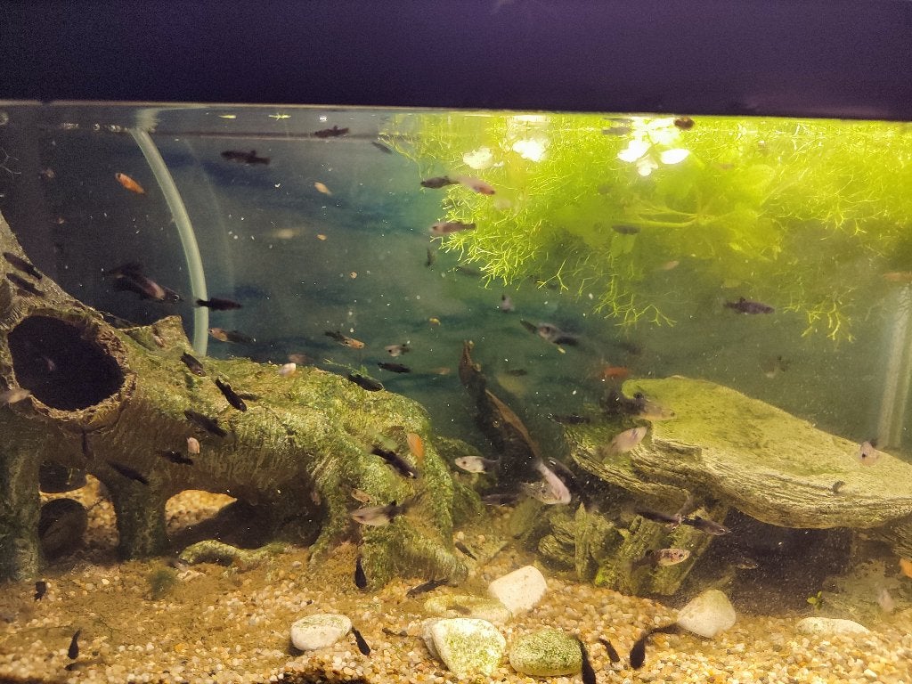 Jonge Guppy's en Molly's - verschillende kleuren, Dieren en Toebehoren, Vissen | Aquariumvissen, Zoetwatervis, Vis