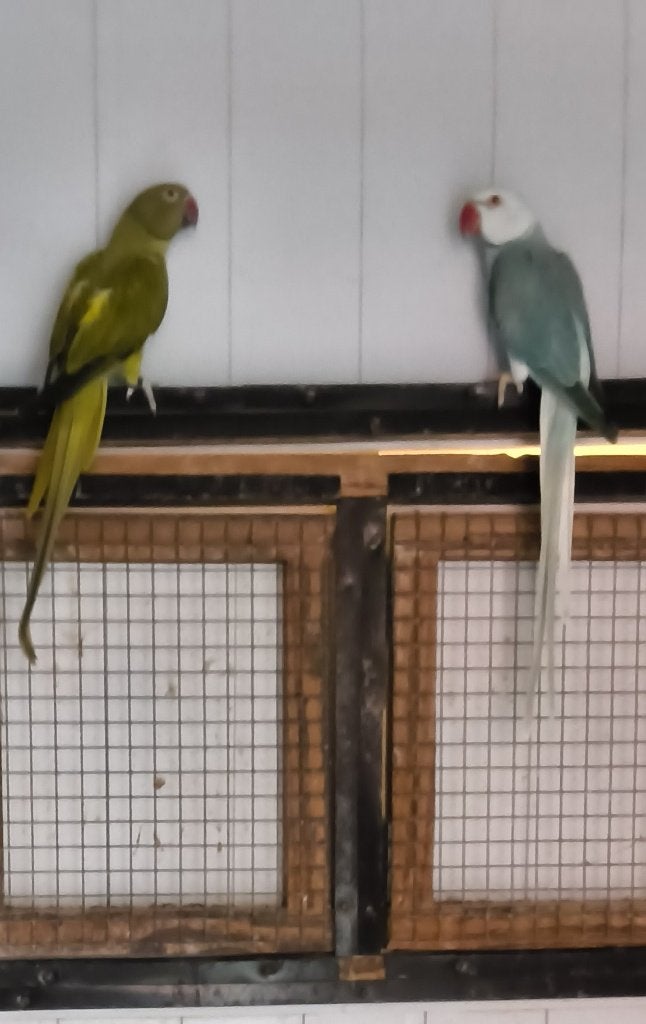 Collier pour perruche, Plusieurs animaux, Perruche, Bagué
