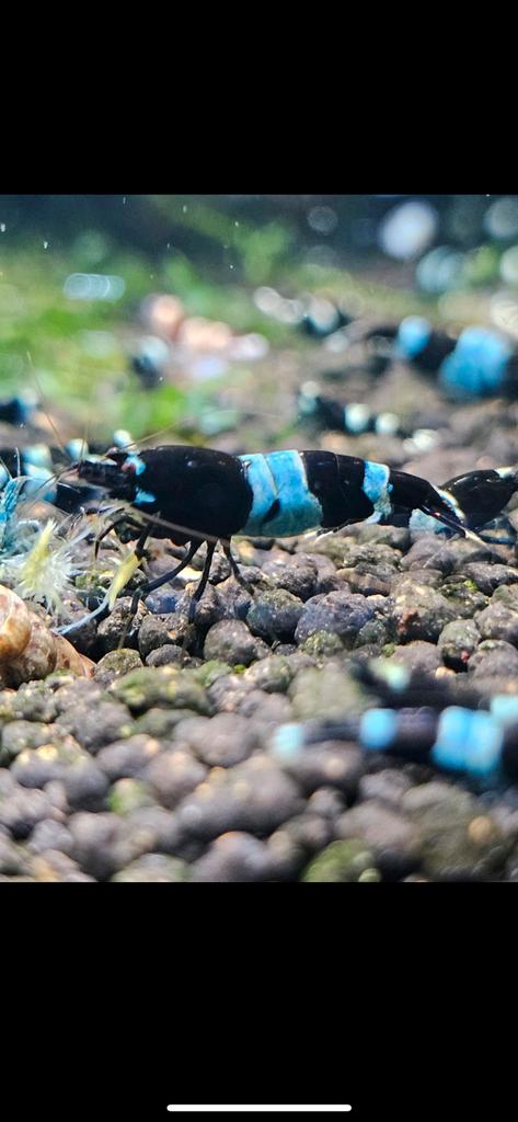 Blue Panda garnalen high grade blauw zwart. Caridina, Dieren en Toebehoren