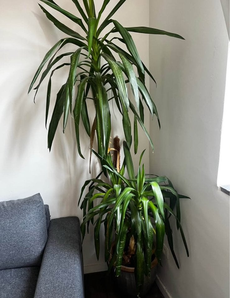 Grote kamerplant - YUCCA, Huis en Inrichting, Kamerplanten, Ophalen, Yucca