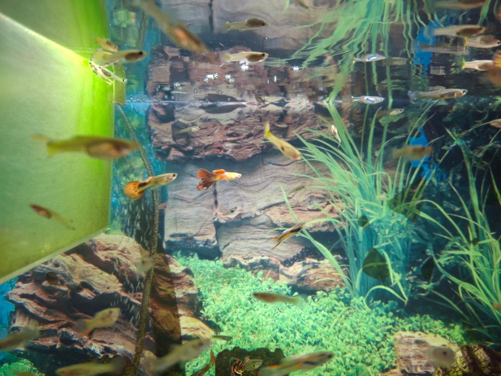 volwassenen guppy's verschillende kleuren, Dieren en Toebehoren