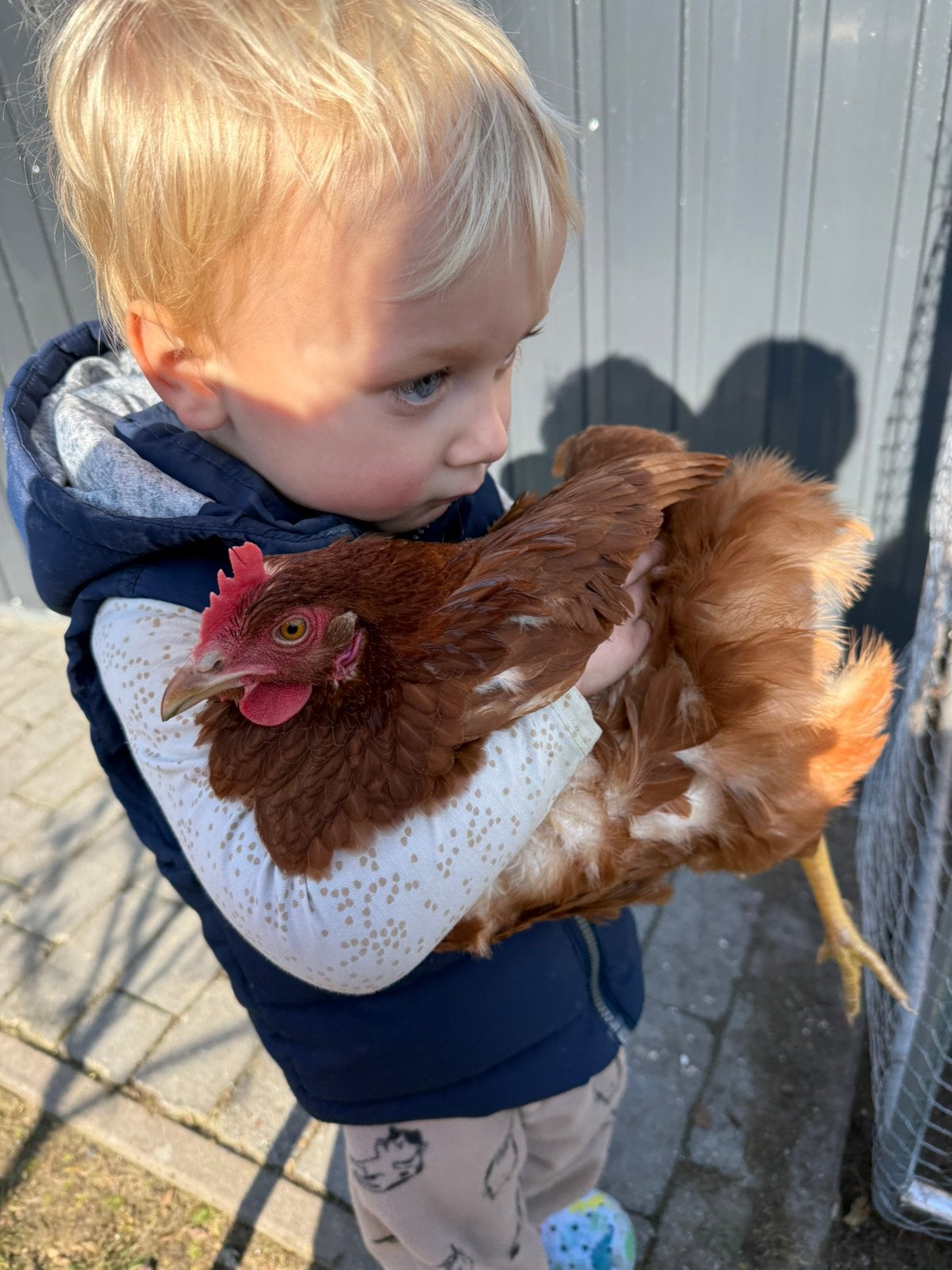 Lieve tamme jonge legkippen isa brown, Dieren en Toebehoren, Februari, Vrouwelijk
