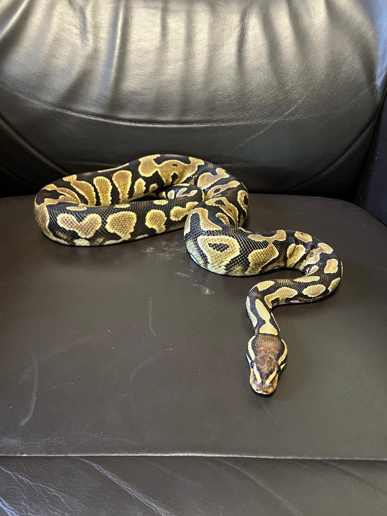 Ball python, Dieren en Toebehoren, Slang