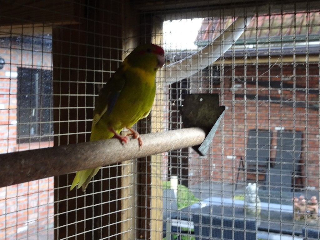 kakariki, Plusieurs animaux, Perruche