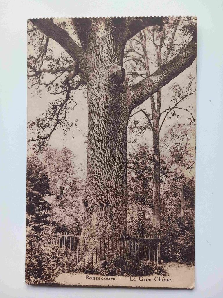 Carte postale : Bruxelles/The Great Oak, Enlèvement ou Envoi, 1920 à 1940, Affranchie, Bruxelles (Capitale)