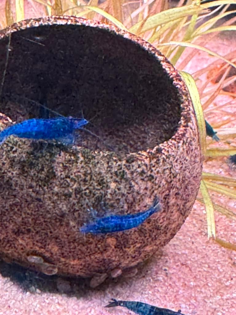 Neocaridina blue velvet, Homard, Crabe ou Crevette, Poisson d'eau douce, Banc de poissons