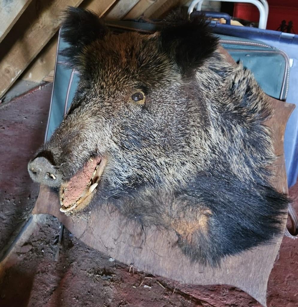 Tête de sanglier en peluche, Enlèvement, Utilisé, Animal sauvage, Bois ou Tête