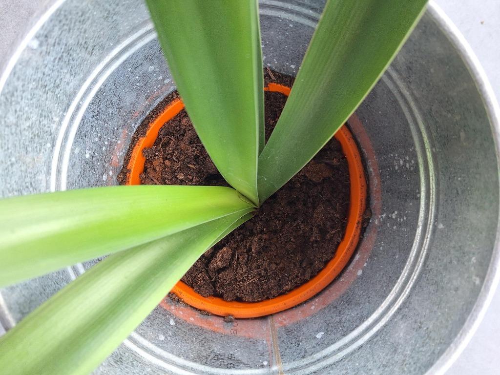 clivia, geeft oranjebloemen, Ophalen, Overige soorten, In pot