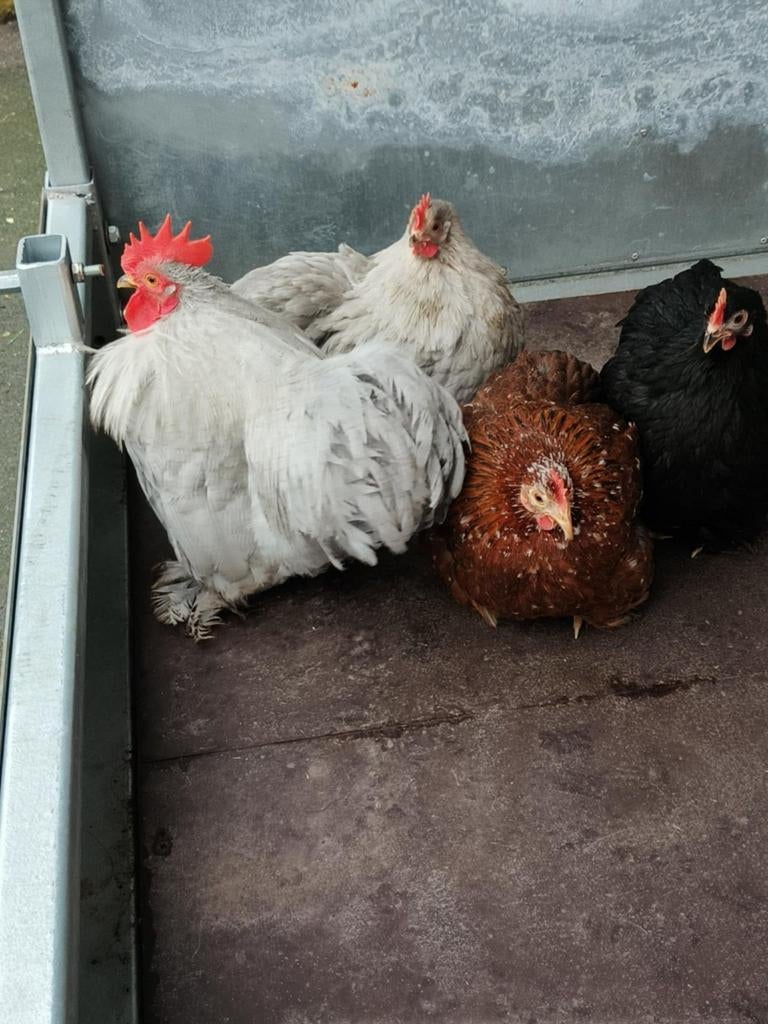 Cochin porselein, zwart en parelgrijs., Dieren en Toebehoren, Pluimvee