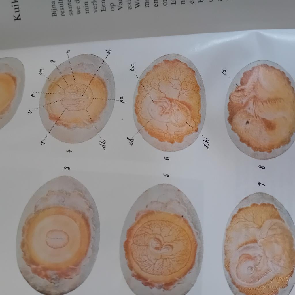 Kippen krielen en kuikens., Ophalen of Verzenden, Gelezen, Pluimvee