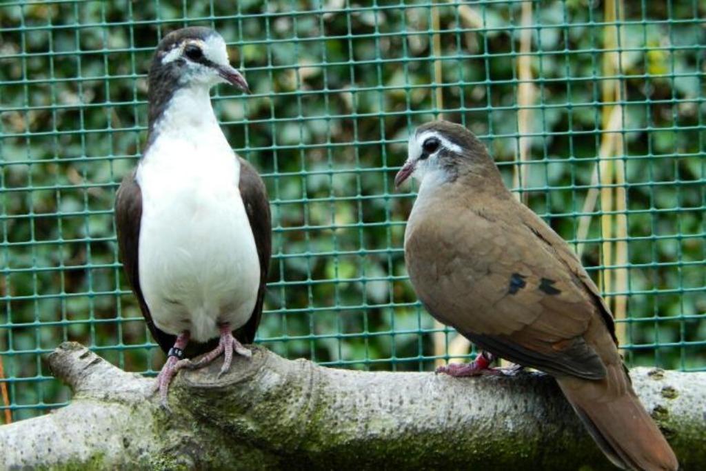 pigeons exotiques - tambourin tourterelle, Animaux & Accessoires, Oiseaux | Pigeons, Autres espèces, Plusieurs animaux