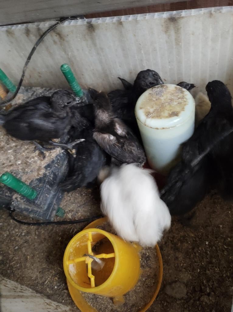 Ayam cemani, Dieren en Toebehoren, Pluimvee