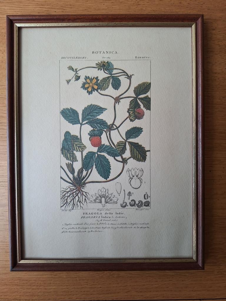 Cadre avec illustration botanique Turpin - Strawberry 1816, Enlèvement ou Envoi