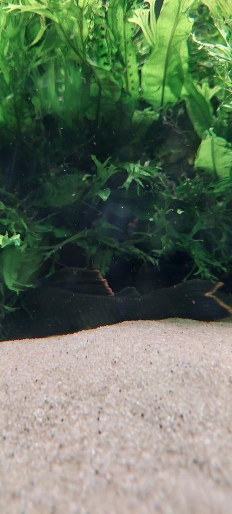 L106 pleco, Dieren en Toebehoren, Vis, Zoetwatervis