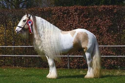 Silver valkbonte Irish Cob Tinker hengst 1.58, Dieren en Toebehoren, Minder dan 160 cm, Dressuurpaard, Hengst, 11 jaar of ouder