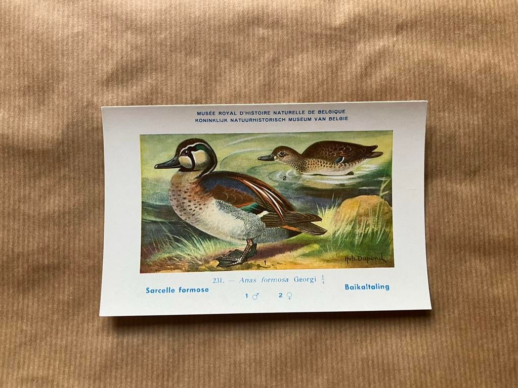 Vogels der Belgische Fauna - Reeks 24, Ophalen of Verzenden, 1940 tot 1960, Ongelopen