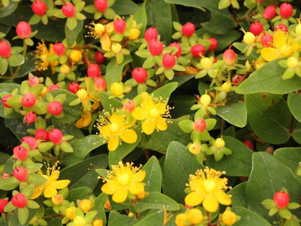 Hypericum, Hertshooi, Tuin en Terras, Planten | Tuinplanten, Ophalen, Herfst, Vaste plant, Overige soorten