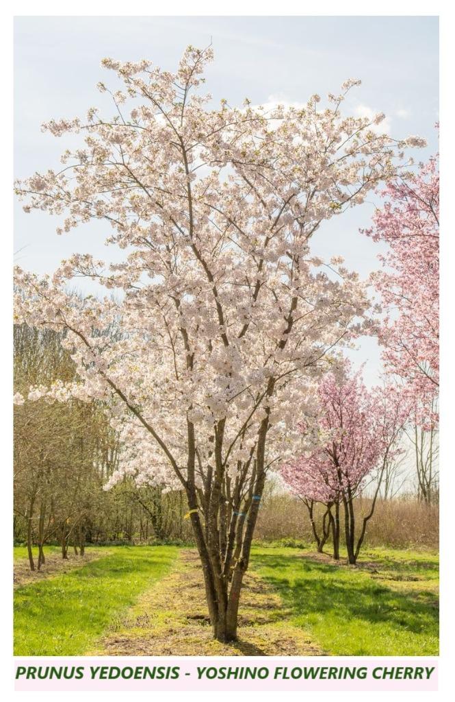 Japanse Bloemkerselaars "Yoshino", Hoogstammen 25€/Stuk, Tuin en Terras, Ophalen, Lente, Overige soorten, 100 tot 250 cm