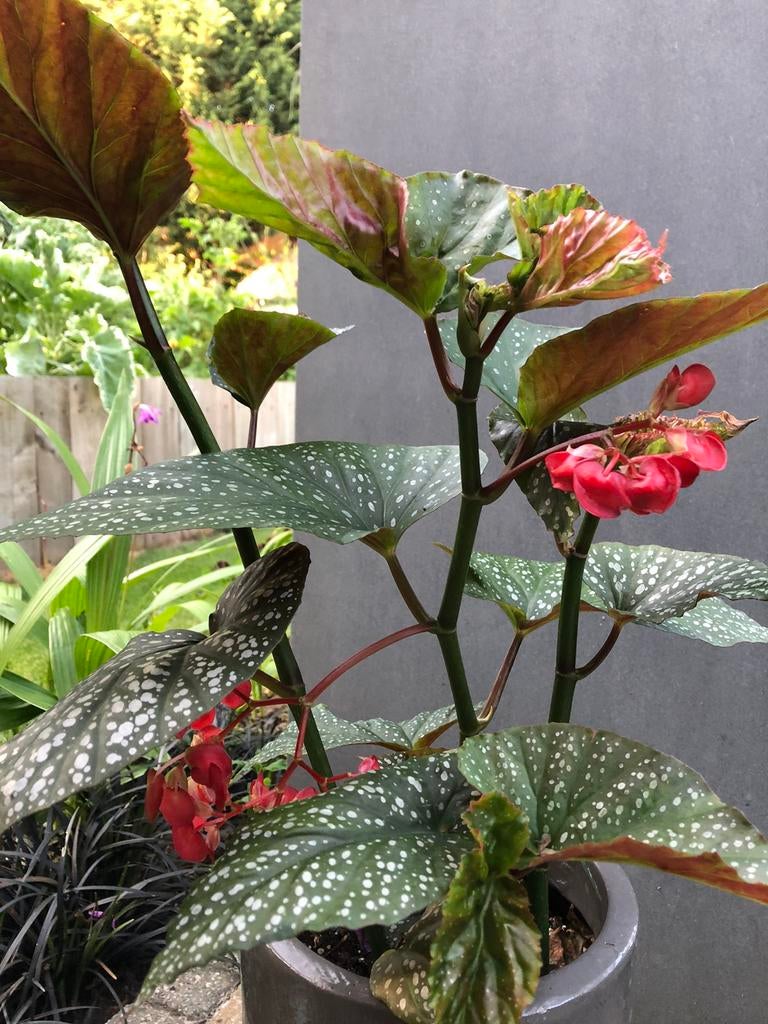 Begonia, Ophalen