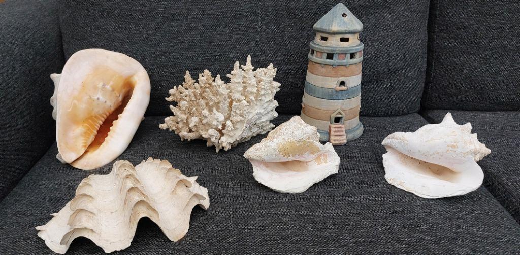 Schelpen verzameling, Ophalen, Schelp(en)