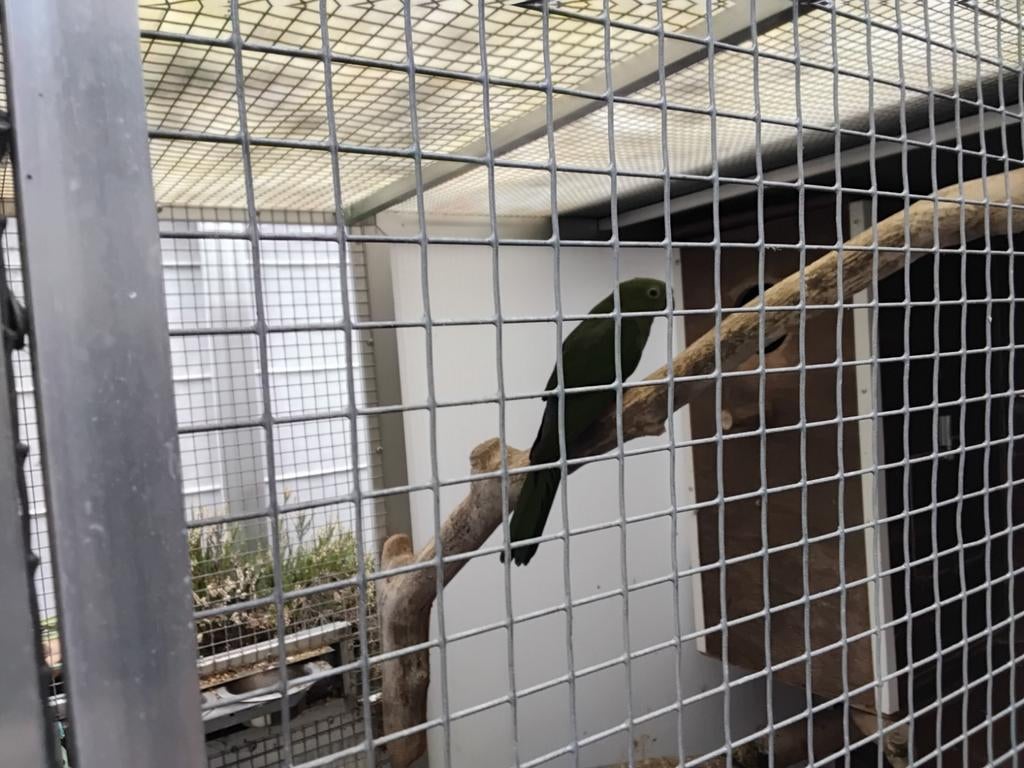 Pop koningsparkiet, Dieren en Toebehoren, Vogels | Parkieten en Papegaaien