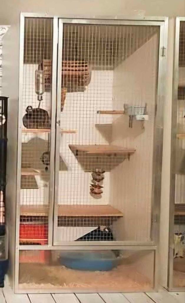 Cage chinchillas, Enlèvement